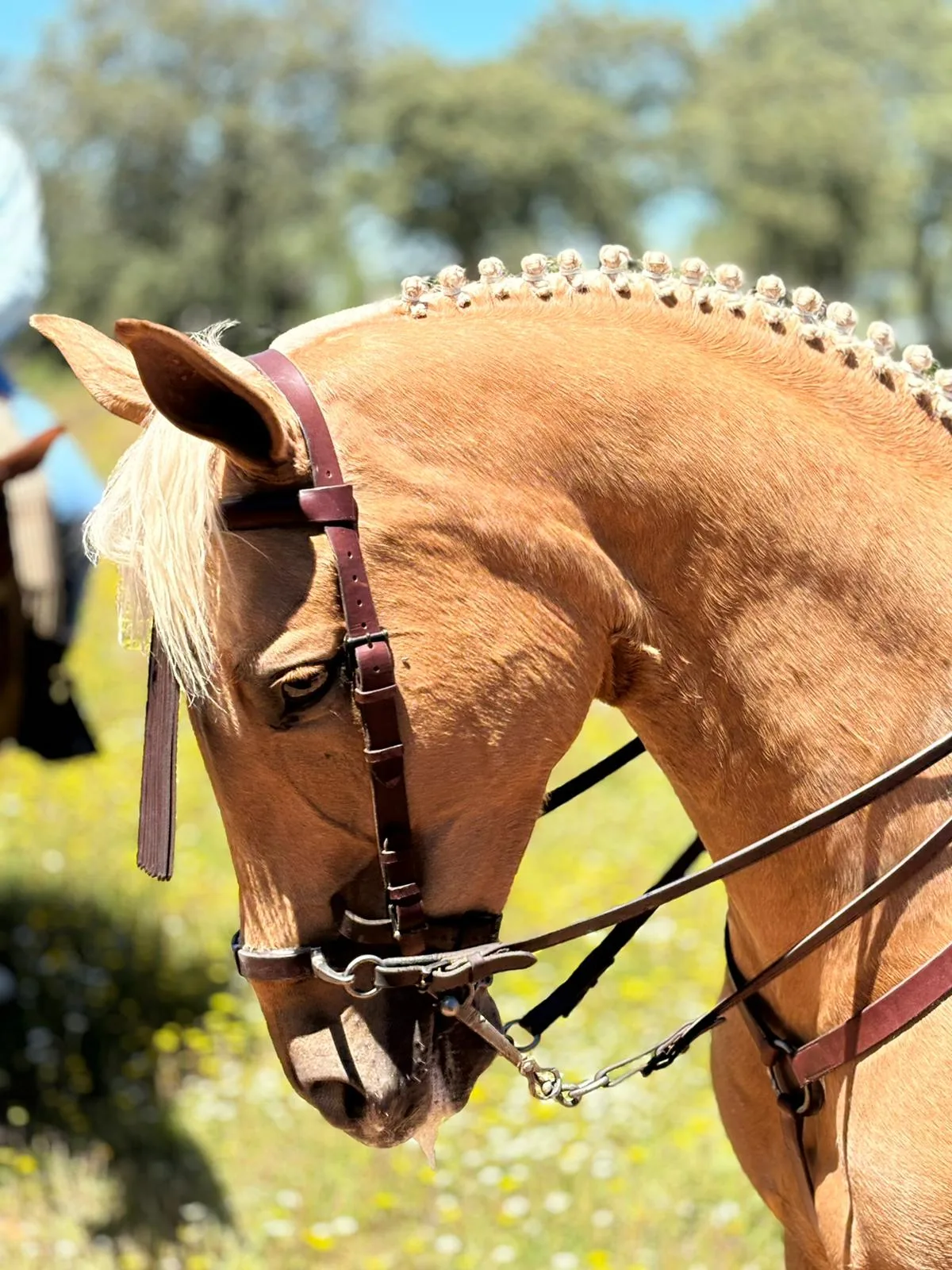 técnicas de doma vaquera